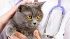 Kako da shvatim da se mačka razbolela